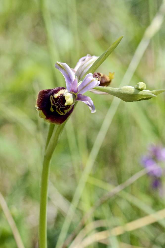 Moriago (TV) 5 - Ophrys fuciflora